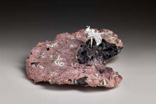 Apocalypse Unfolding Vi, Bone China, Clay, Glaze, 7 X 18 X 20 Cm, Photo Andrew Sikorski 1.1