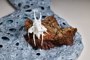 Apocalypse Unfolding I, Bone China, Clay, Glaze, 8 X 22 X 30 Cm, 2024, Photo Andrew Sikorski Closeup