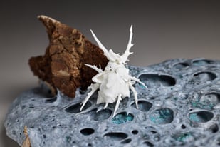 Apocalypse Unfolding Ii, Bone China, Clay, Glaze, 13 X 16 X 16 Cm, 2024, Photo Andrew Sikorski 1.3